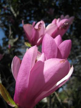  Magnolia Lilaflora